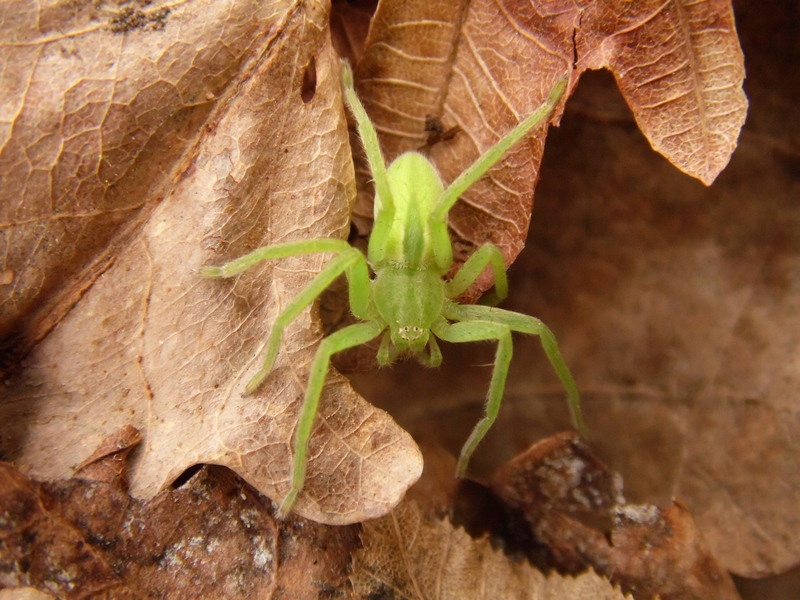 Micrommata virescens -  Pontevecchio di Magenta (MI)